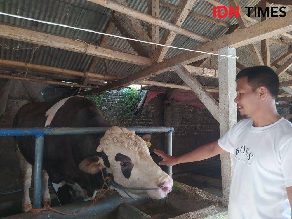 Mengintip Pancasona, Sapi Pilihan Jokowi asal Bandung Barat