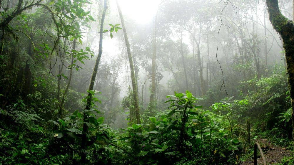 Ilustrasi hutan hujan Amazon (pexels.com/David Riaño Cortés)