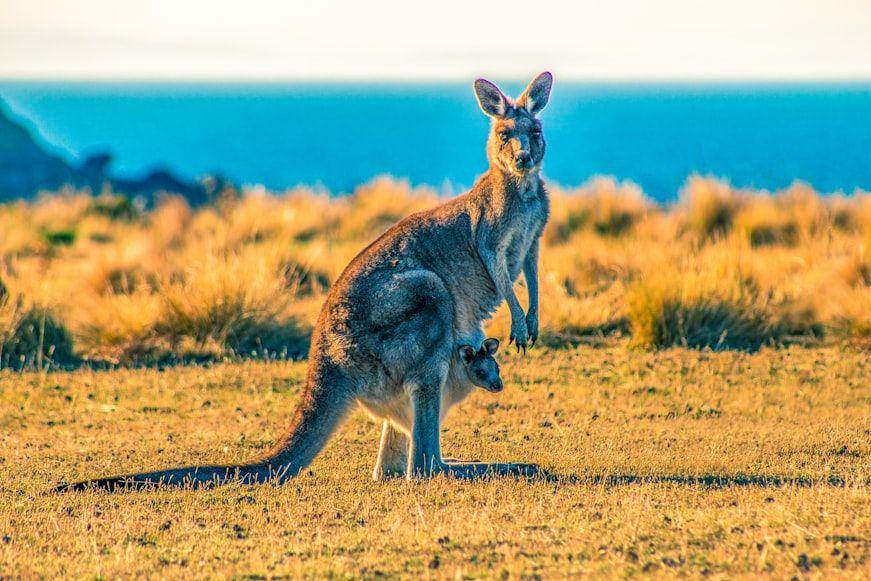 Australia (unsplash.com/Ondrej Machart)