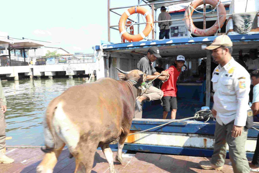 Ada 33 Hewan Kurban Didistribusikan Pemkab Kepulauan Seribu