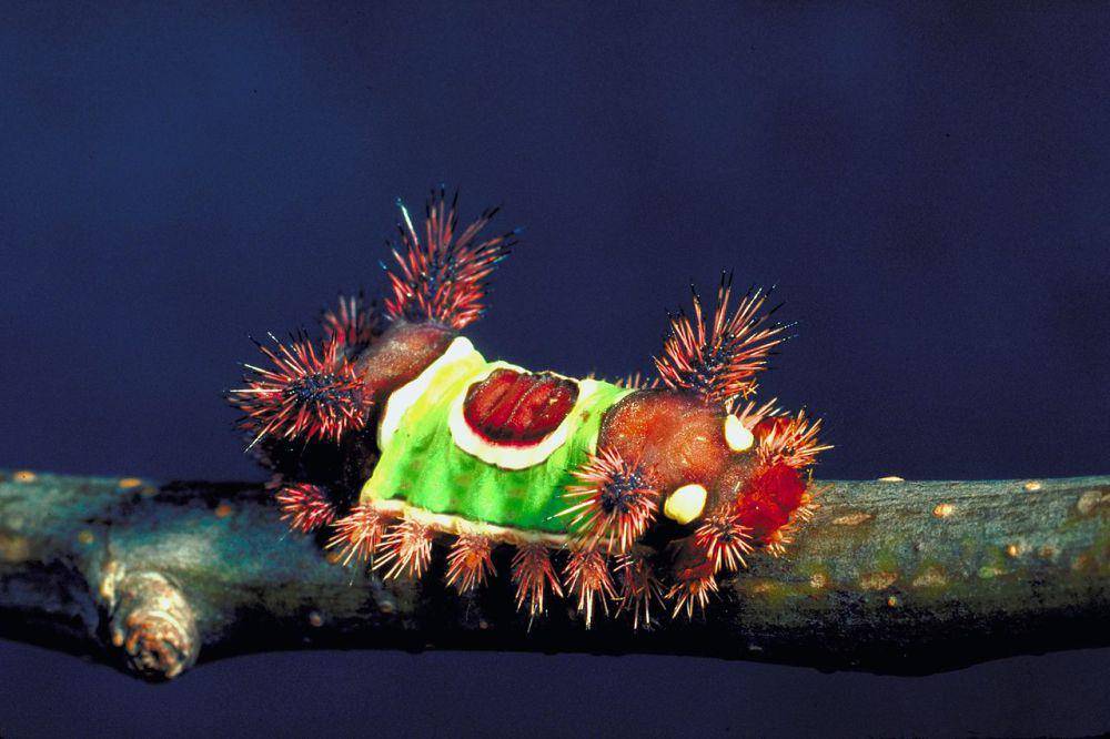 Ulat bulu (commons.wikimedia.org/Gerald J. Lenhard)