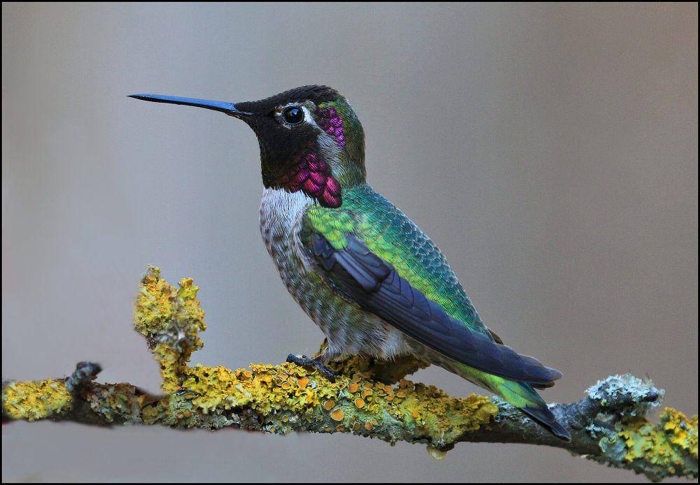 Kolibri anna (commons.m.wikimedia.org/Nigel)
