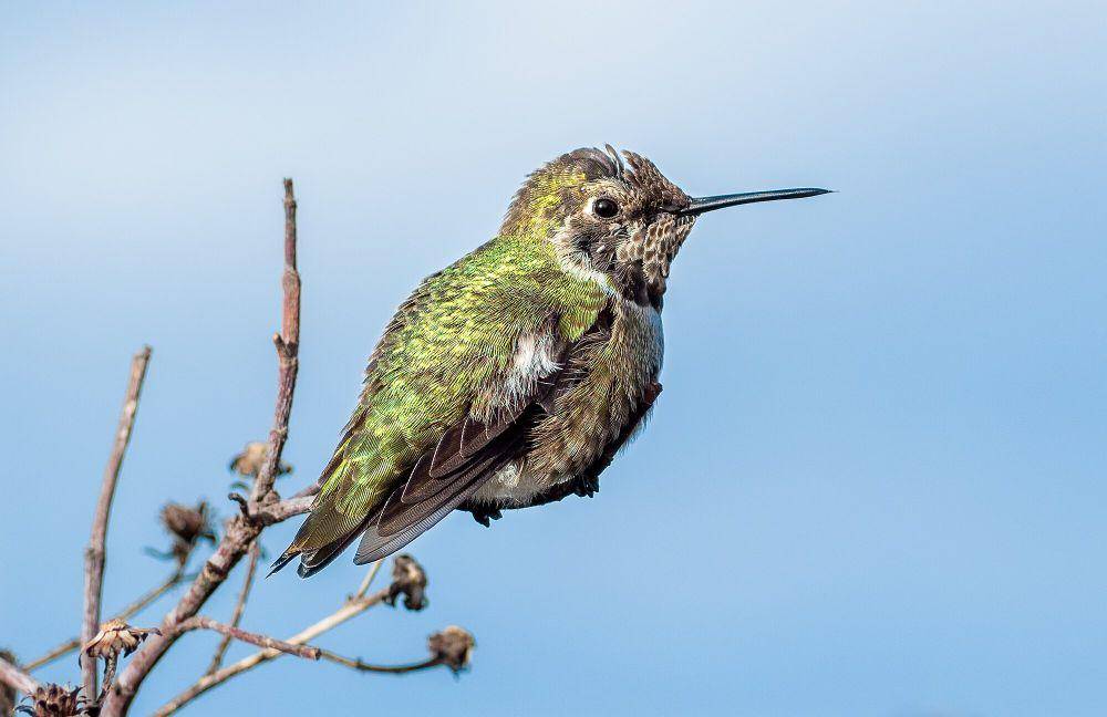 Kolibri anna (commons.m.wikimedia.org/Rhododendrites)