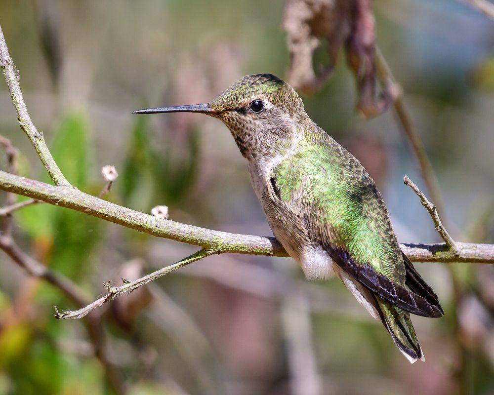Kolibri anna (commons.m.wikimedia.org/Becky Matsubara)