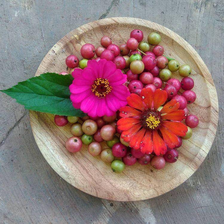 ilustrasi buah kersen (instagram.com/kebunseribu)
