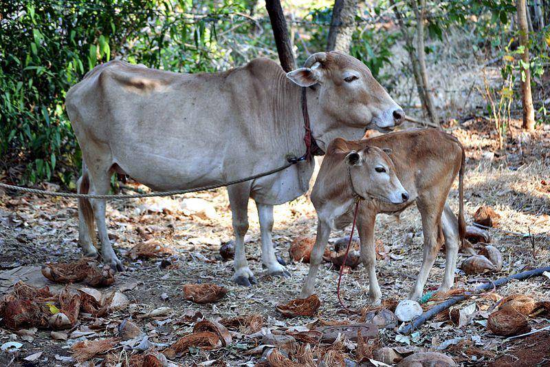 Sapi kurban