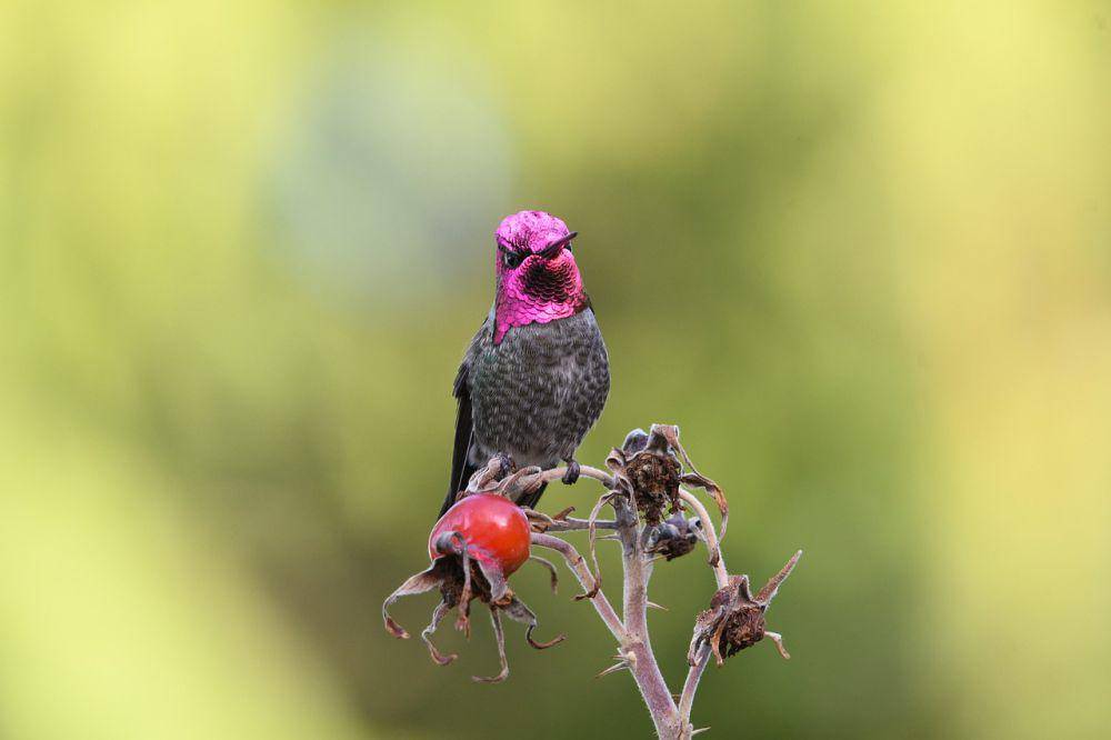 Kolibri anna (pixabay.com/Veronika Andrews)