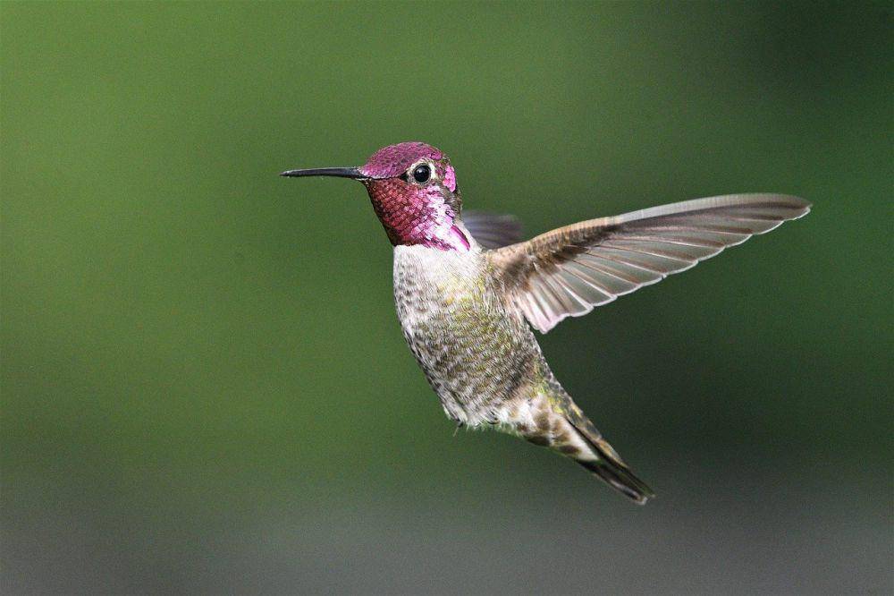 Kolibri anna (pixabay.com/Veronika Andrews)