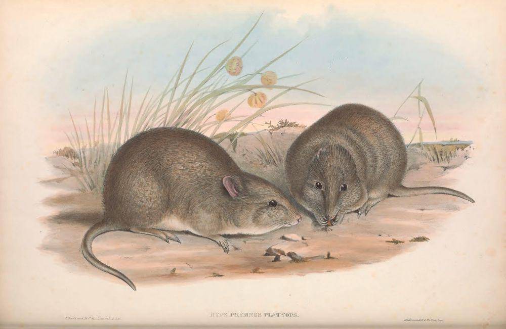 Ilustrasi potoroo berwajah lebar (commons.wikimedia.org/John Gould)