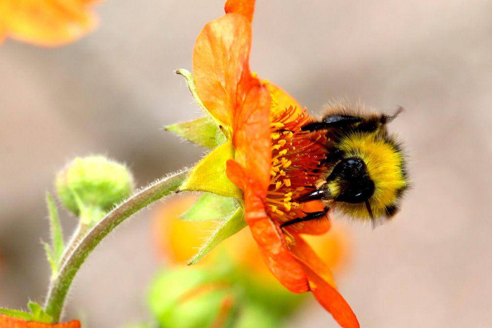 ilustrasi bumblebee (pixabay.com/Josef Pichler)