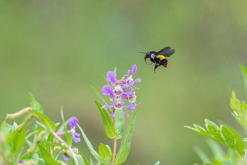 ilustrasi bumblebee (commons.wikimedia.org/Mildeep)