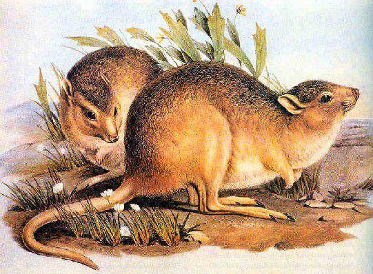 Ilustrasi tikus gurun kanguru (commons.wikimedia.org/John Gould)