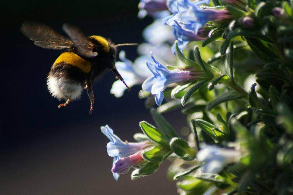 ilustrasi bumblebee (unsplash.com/Carolien van Oijen)