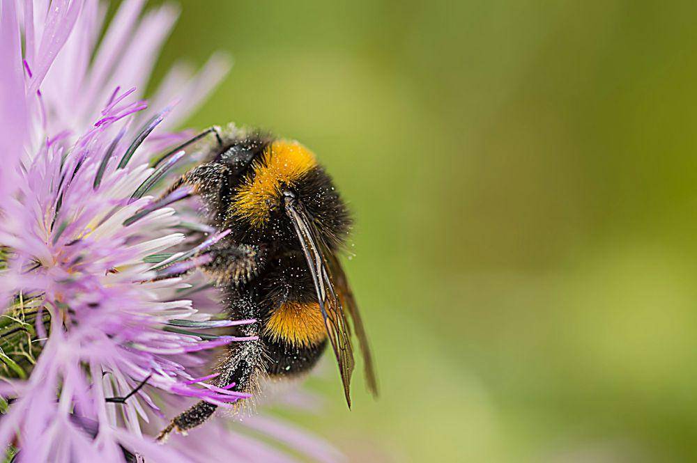 ilustrasi bumblebee (unsplash.com/Eduardo Goody)