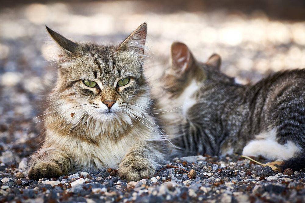 Felis catus atau kucing domestik (commons.wikimedia.org/Anil Öztas)