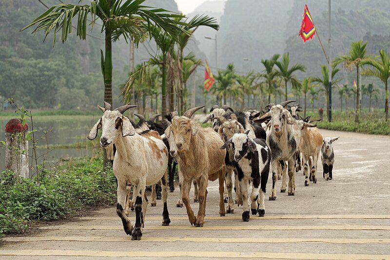 Kambing kurban
