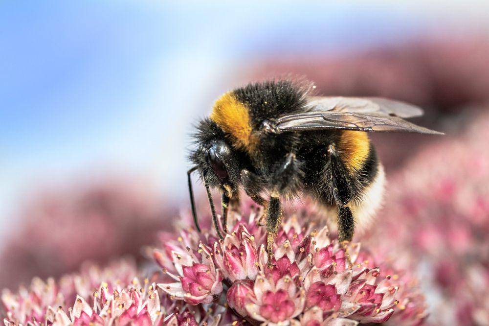 ilustrasi bumblebee (pixabay.com/Myriams-Fotos)
