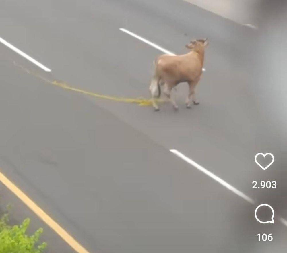 Sapi Kurban Terlepas di Tol Jagorawi Arah Cibubur (Tangkap layar Instagram.com/@kabarcibubur24jam)