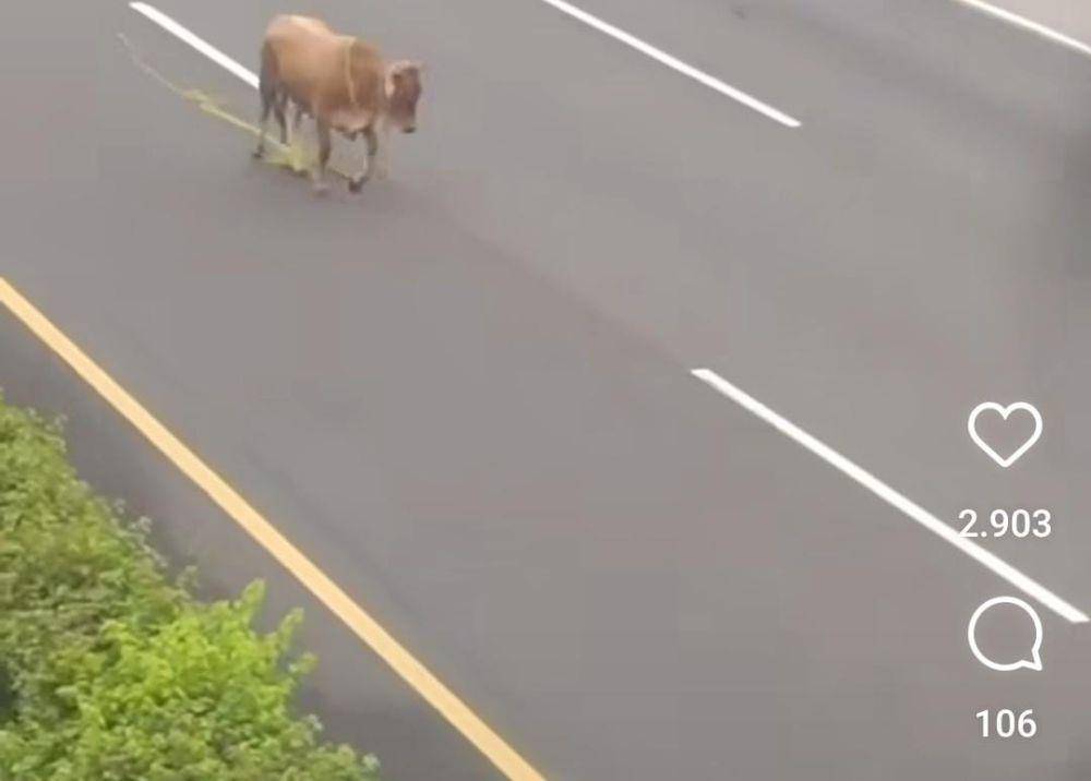 Sapi Kurban Terlepas di Tol Jagorawi Arah Cibubur (Tangkap layar Instagram.com/@kabarcibubur24jam)