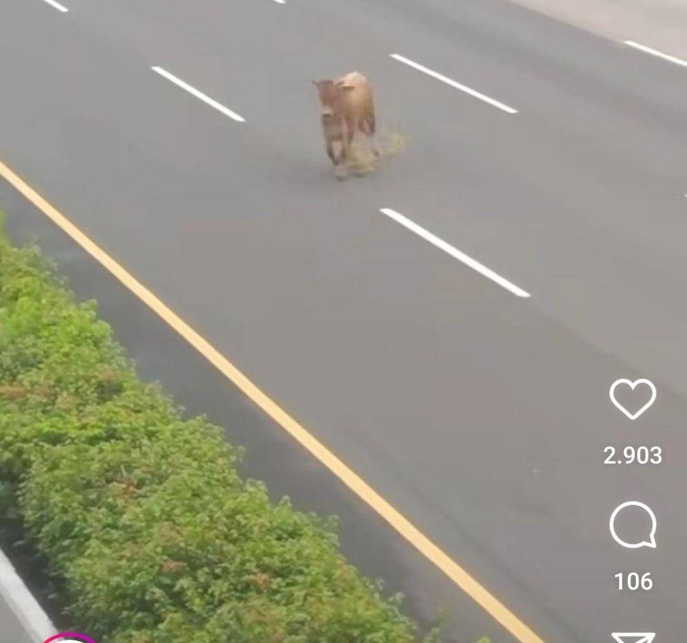 Sapi Kurban Terlepas di Tol Jagorawi Arah Cibubur (Tangkap layar Instagram.com/@kabarcibubur24jam)