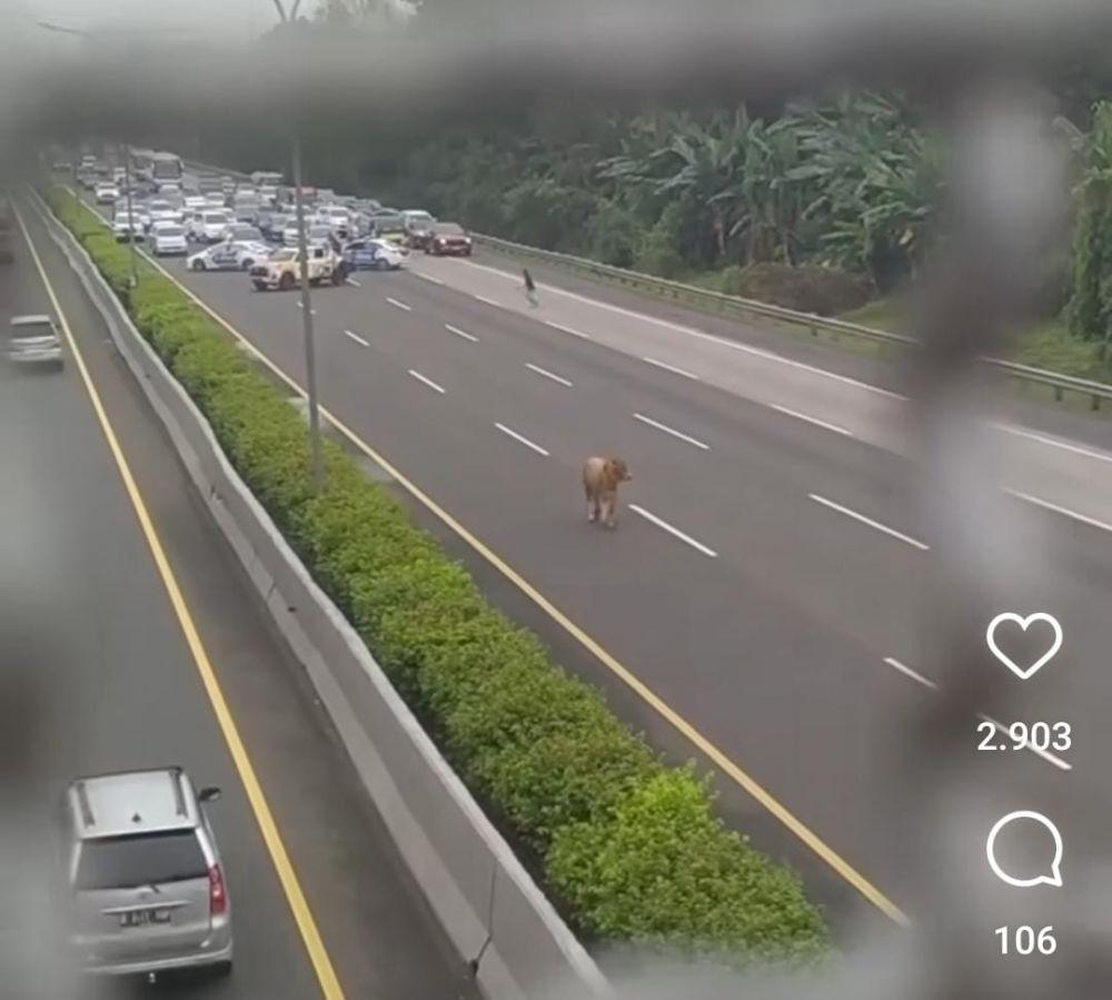 Sapi Kurban Lepas di Tol Jagorawi Arah Cibubur, Sempat Buat Macet