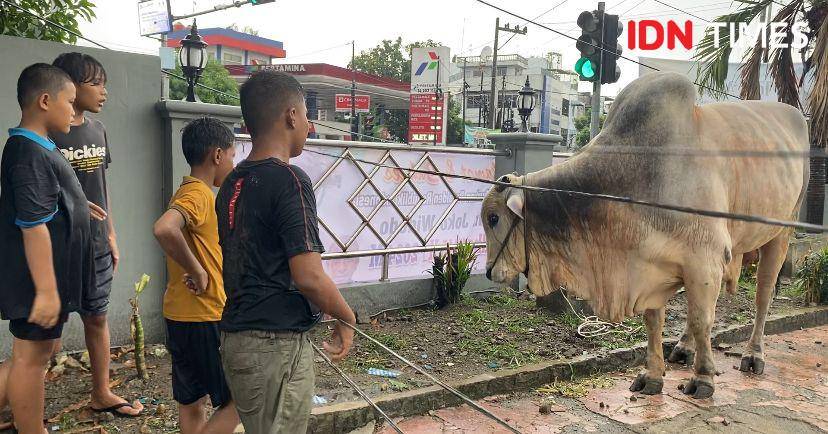 Sapi Jokowi bernama Suro telah tiba di Masjid Perjuangan 45 Medan (IDN Times/Indah Permata Sari)