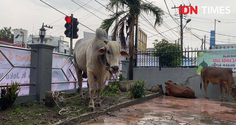 Sapi Jokowi bernama Suro telah tiba di Masjid Perjuangan 45 Medan (IDN Times/Indah Permata Sari)