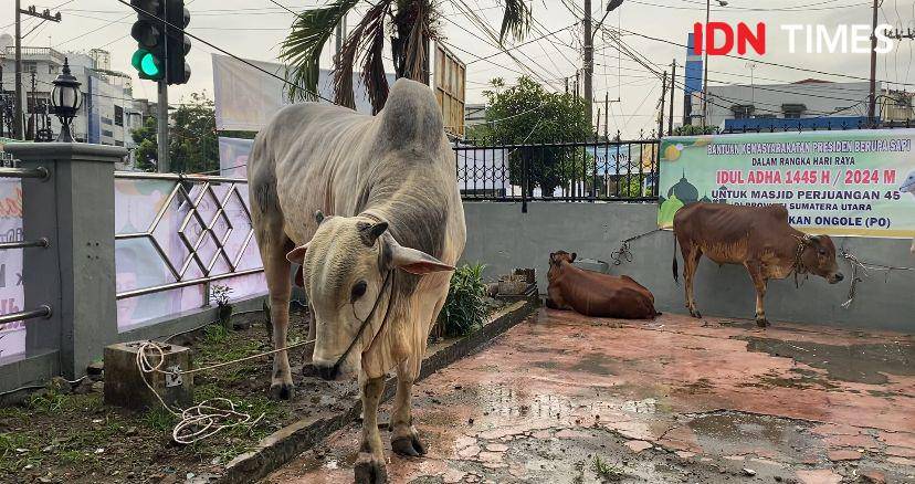 Sapi Jokowi bernama Suro telah tiba di Masjid Perjuangan 45 Medan (IDN Times/Indah Permata Sari)