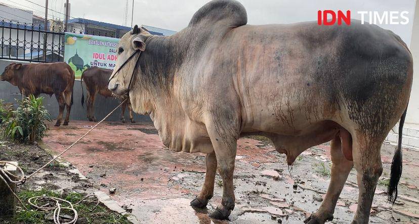 Sapi Jokowi bernama Suro telah tiba di Masjid Perjuangan 45 Medan (IDN Times/Indah Permata Sari)