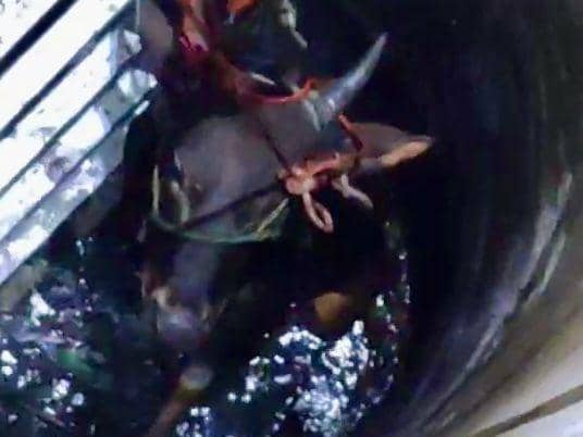 Waduh! Sapi Kurban di Makassar Tercebur ke Sumur, Dievakuasi Damkar