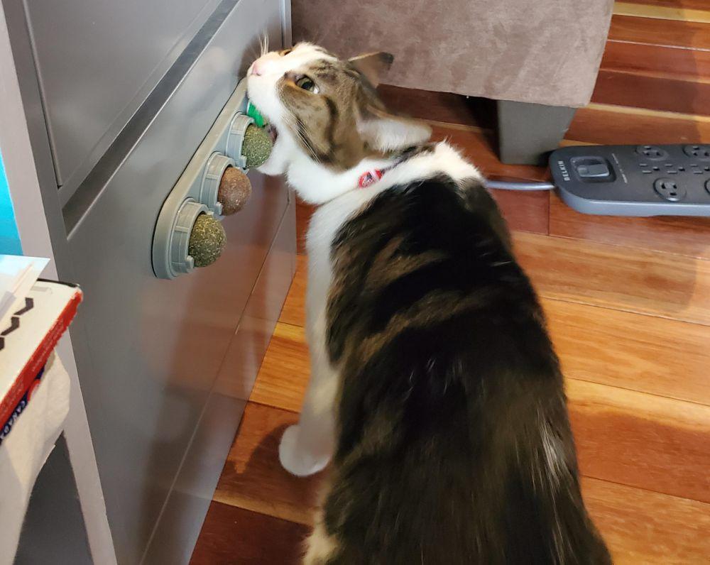 10 Potret Kucing Menikmati Catnip, Mabuk Semua!