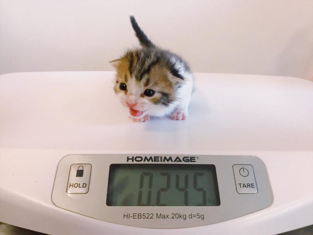 10 Potret Kucing Mini Ukuran Sachet saat Ditimbang