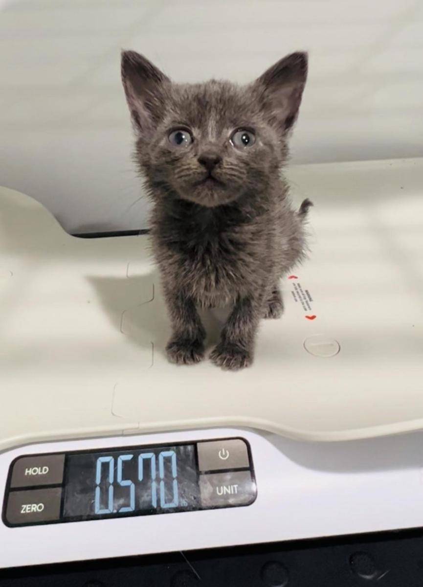 potret kucing saat ditimbang (imgur.com/user/kittycrazy88)