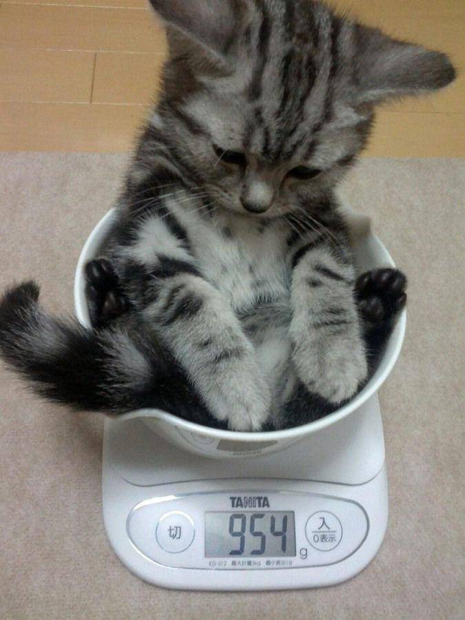 potret kucing saat ditimbang (imgur.com/user/KaiAdin)