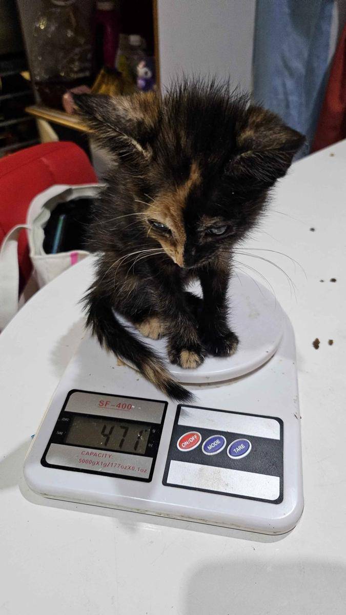 potret kucing saat ditimbang (reddit.com/user/Fun-Profile-4103)