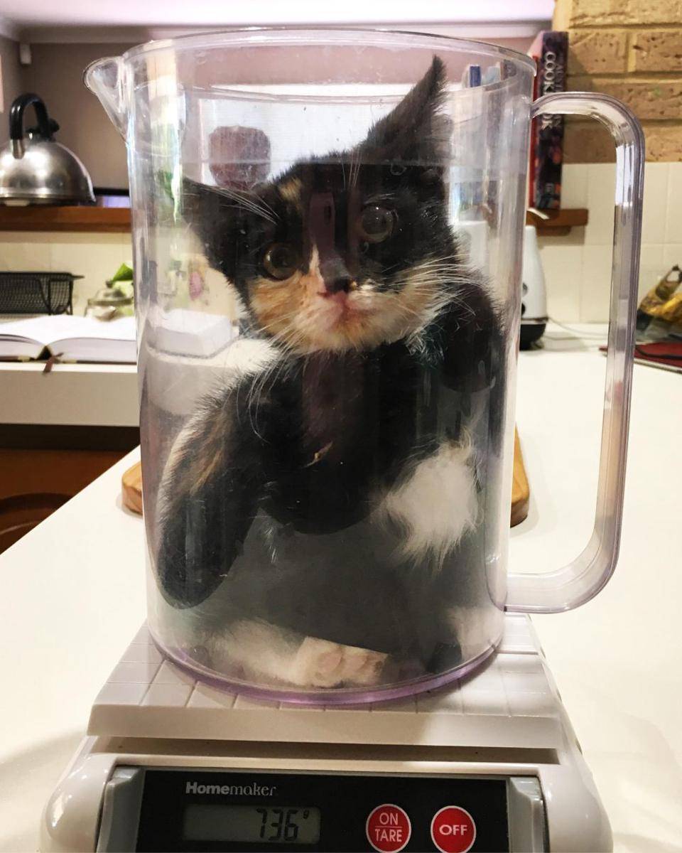 potret kucing saat ditimbang (reddit.com/user/[deleted])