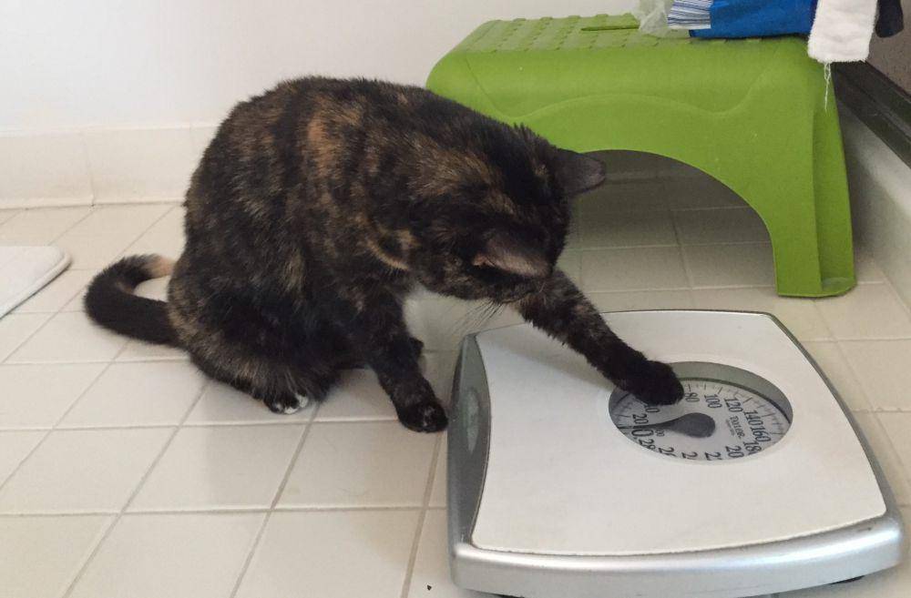 potret kucing saat ditimbang (imgur.com/user/OnlyQuietOnTheOutside)
