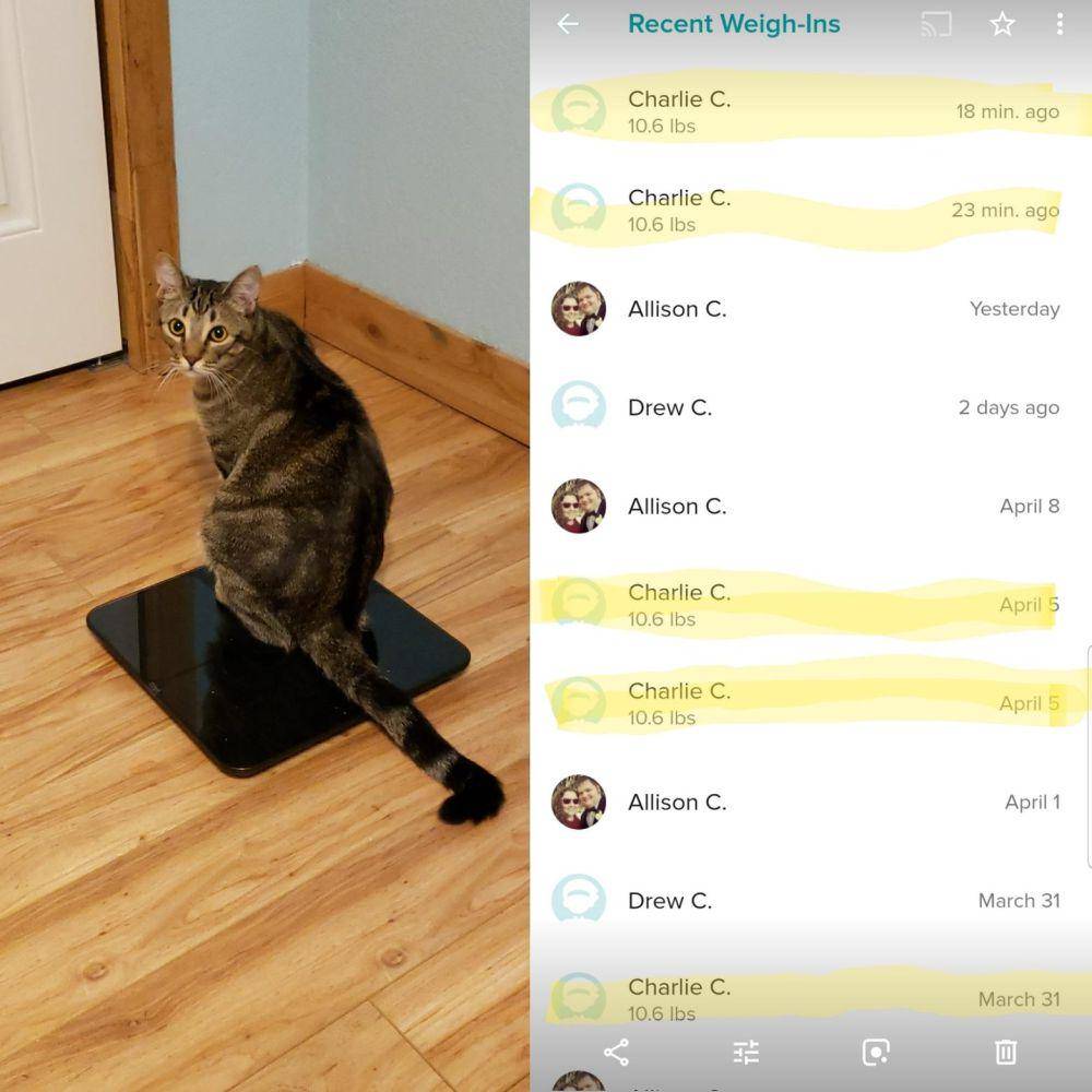 potret kucing saat ditimbang (reddit.com/user/ABCrabb)