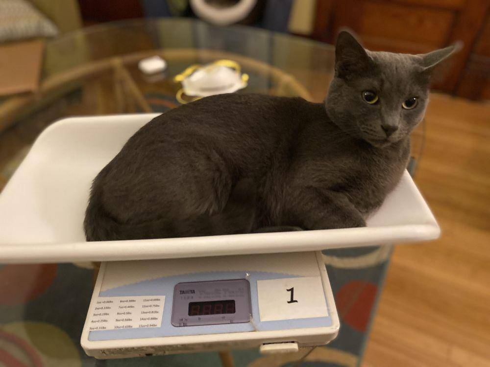 potret kucing saat ditimbang (reddit.com/user/hamsandwichman9)