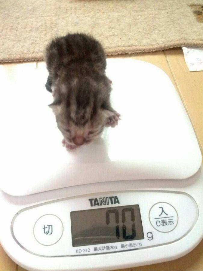potret kucing saat ditimbang (imgur.com/user/KaiAdin)