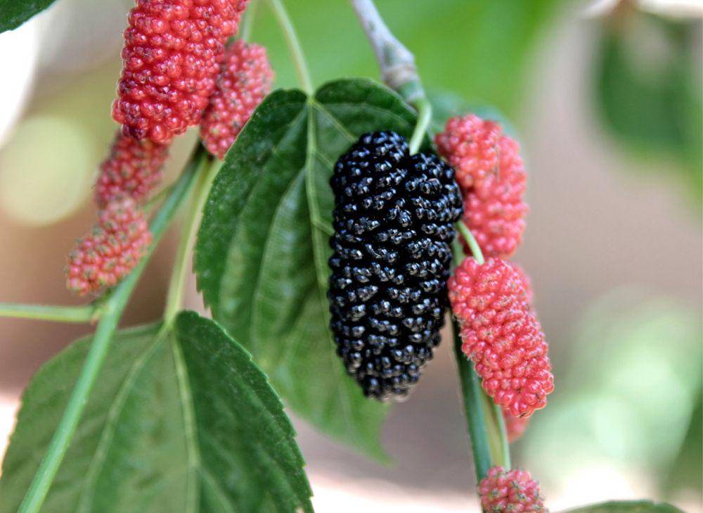 ilustrasi buah arbei (pixabay.com/begonvilliev)