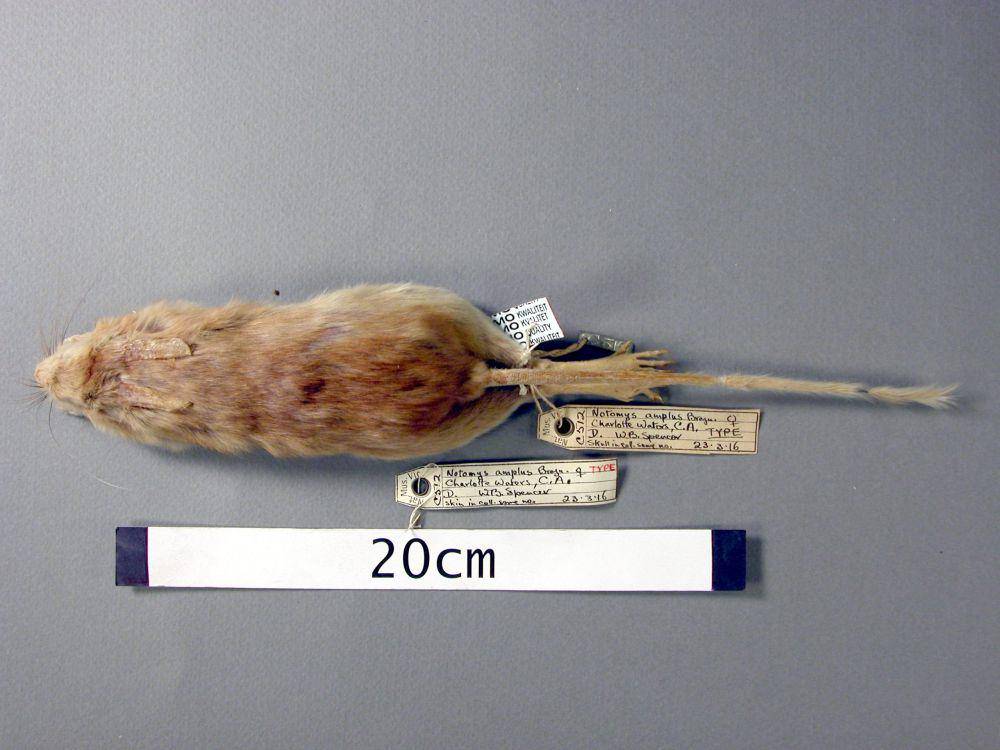 Spesimen tikus pelompat berekor pendek (commons.wikimedia.org/David Staples)