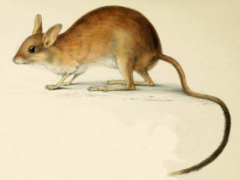 Ilustrasi tikus pelompat berekor panjang (commons.wikimedia.org/A. C. Tatarinov)