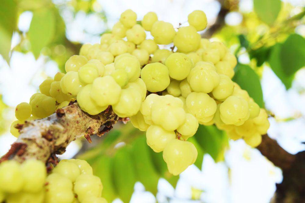 ilustrasi buah cermai (pixabay.com/falovelykids)