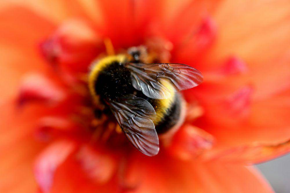 ilustrasi bumblebee (unsplash.com/Sandy Millar)