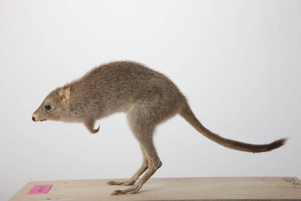 Spesimen bettong gurun yang sudah diawetkan (commons.wikimedia.org/Heath Warwick)