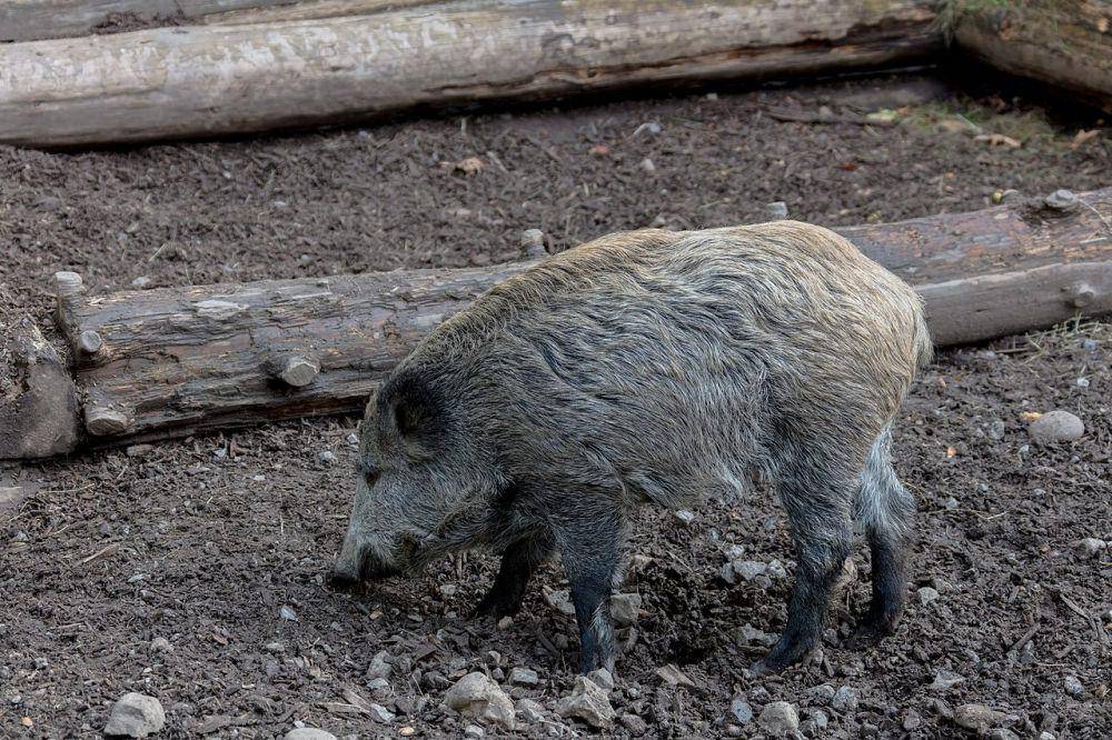 Babi hutan (commons.wikimedia.org/Diego Delso)