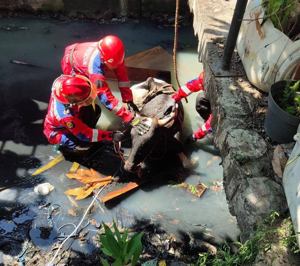 Proses evakuasi sapi tercebur di sungai Kecamatan Rungkut Surabaya. (Dok. Command Center Surabaya)