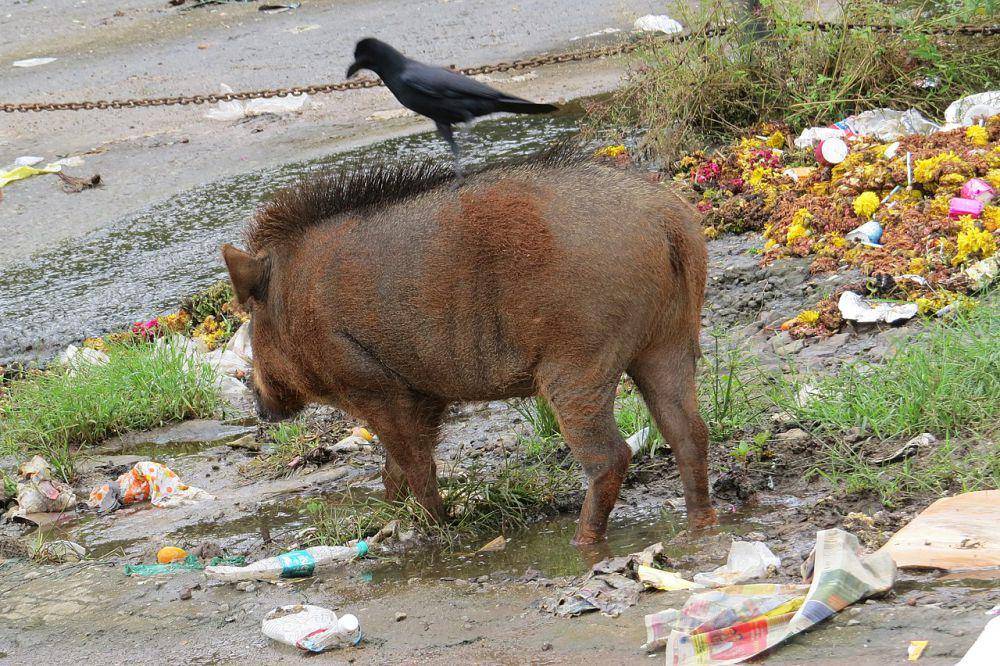 Babi hutan (commons.wikimedia.org/Vinayaraj)