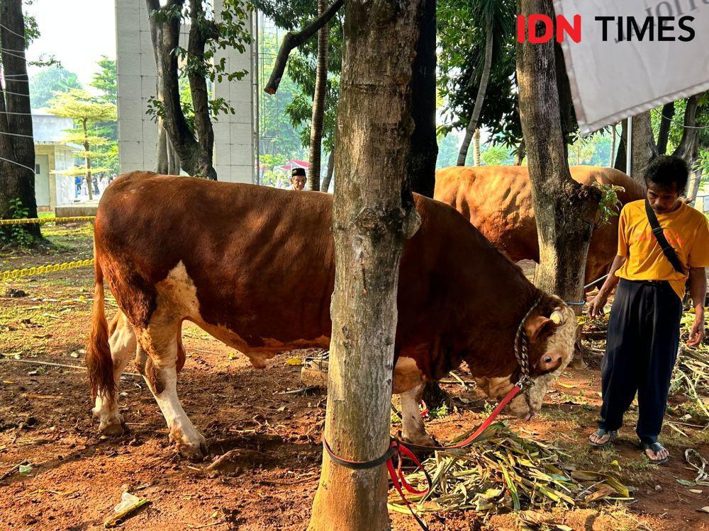 23.194 Hewan kurban Disembelih di Bantul saat Iduladha 2025 Terbanyak Domba  